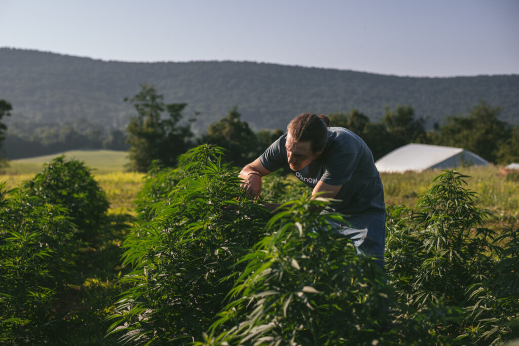 A man works at Acknowledge's cultivars.