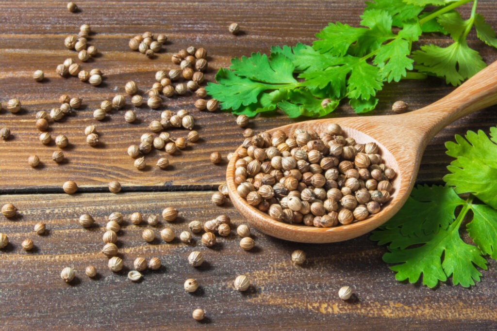 Dry coriander seed spice and leaf or leaves on wood background. Image Via Shutterstock